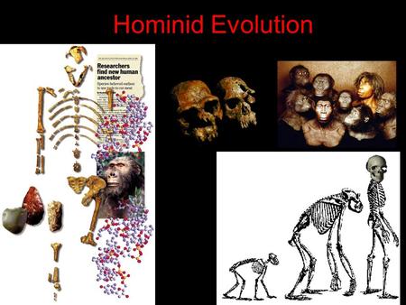 Hominid Evolution.