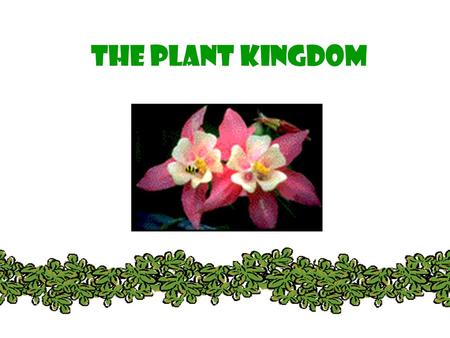 THE PLANT KINGDOM. All plants: Are Multicellular Are Autotrophic – photosynthetic Have cell walls with cellulose (that polysaccharide that we can’t digest.
