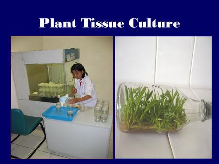 Plant Tissue Culture I plan to go into more technical detail with tissue culture techniques than I do with some of the other molecular biology techniques.