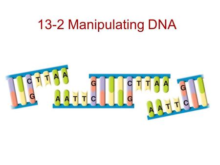 13-2 Manipulating DNA.