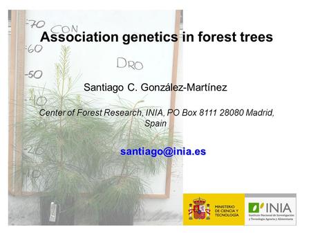 Association genetics in forest trees