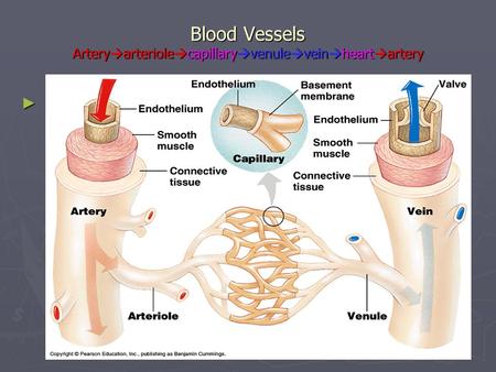 Blood Vessels Artery  arteriole  capillary  venule  vein  heart  artery ►