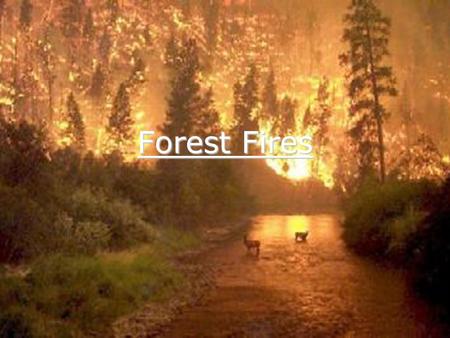 Forest Fires. What is a forest Fire? There are three different classes forest Fires: A surface fire is the most common type and burns along the floor.