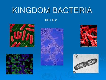KINGDOM BACTERIA SEC 12.2. Classifying Bacteria  Shape  Structure of cell walls  Source of food and energy  RNA Bacteria are prokaryotes! Bacteria.