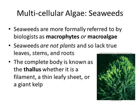 Multi-cellular Algae: Seaweeds Seaweeds are more formally referred to by biologists as macrophytes or macroalgae Seaweeds are not plants and so lack true.