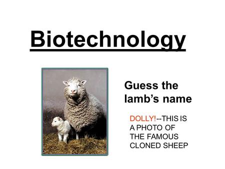 Biotechnology Guess the lamb’s name
