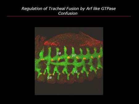 Regulation of Tracheal Fusion by Arf like GTPase Confusion DT DB LT GB.