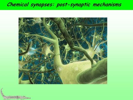 Chemical synapses: post-synaptic mechanisms. Postsynaptic Membranes and ion channels Ligand gated ion channels – a review a. Resting K + channels: responsible.