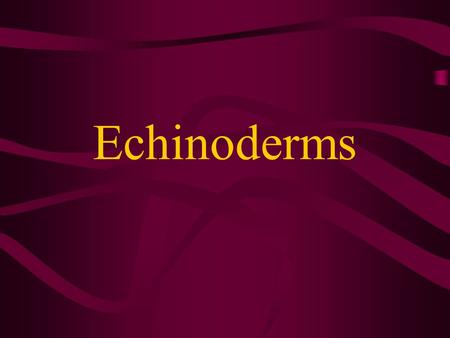 Echinoderms The name Echinoderm comes from the Greek echinos meaning “spiny”and derma meaning “skin”