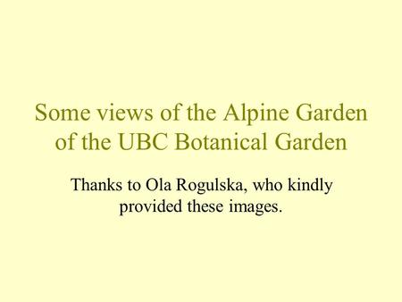 Some views of the Alpine Garden of the UBC Botanical Garden Thanks to Ola Rogulska, who kindly provided these images.