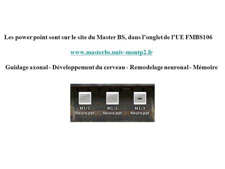 Les power point sont sur le site du Master BS, dans l’onglet de l’UE FMBS106 www.masterbs.univ-montp2.fr Guidage axonal - Développement du cerveau - Remodelage.
