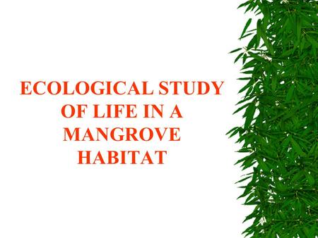 ECOLOGICAL STUDY OF LIFE IN A MANGROVE HABITAT (A) INTRODUCTION: MANGROVE HABITAT The mangroves is a purely tropical phenomenon which marks the transition.