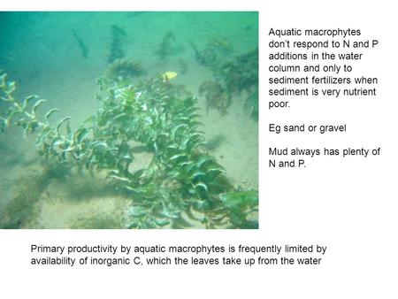Primary productivity by aquatic macrophytes is frequently limited by availability of inorganic C, which the leaves take up from the water Aquatic macrophytes.