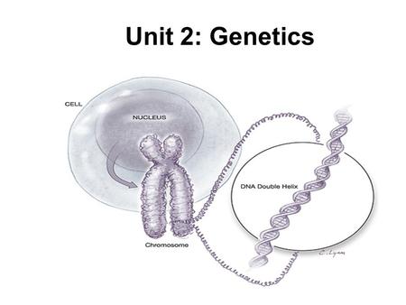 Unit 2: Genetics. Genes: the blueprint for proteins Genetics: the study of how inheritable characteristics are passed on from generation to generation.