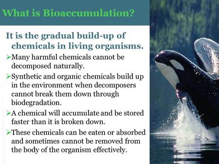 What is Bioaccumulation?