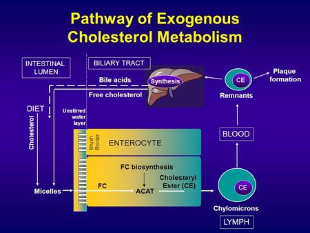 Pathway of Exogenous Cholesterol Metabolism