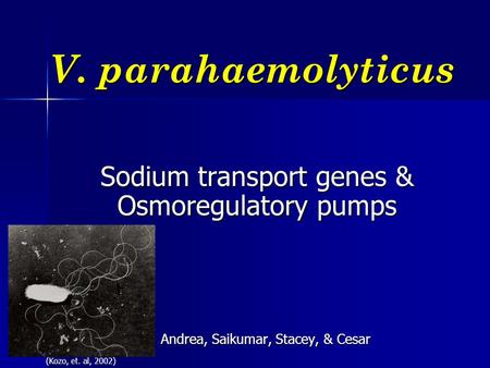 V. parahaemolyticus Sodium transport genes & Osmoregulatory pumps Andrea, Saikumar, Stacey, & Cesar Andrea, Saikumar, Stacey, & Cesar (Kozo, et. al, 2002)