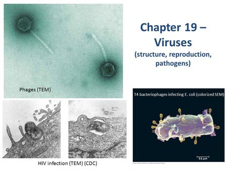 Chapter 19 – Viruses (structure, reproduction, pathogens)
