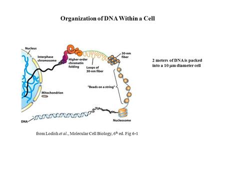 Organization of DNA Within a Cell from Lodish et al., Molecular Cell Biology, 6 th ed. Fig 6-1 2 meters of DNA is packed into a 10  m diameter cell.