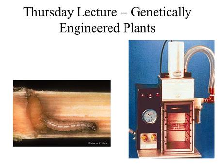 Thursday Lecture – Genetically Engineered Plants.