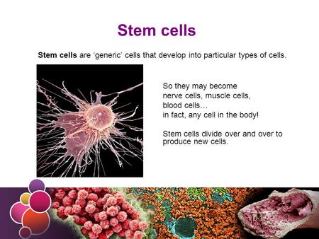 Stem cells Stem cells are ‘generic’ cells that develop into particular types of cells. So they may become nerve cells, muscle cells, blood cells… in fact,