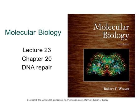 Molecular Biology Lecture 23 Chapter 20 DNA repair Copyright © The McGraw-Hill Companies, Inc. Permission required for reproduction or display.