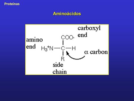 Aminoácidos.