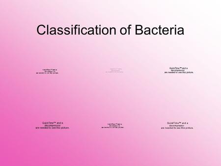 Classification of Bacteria