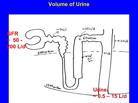 Volume of Urine GFR ~ 50 - 200 L/d Urine, ~ 0.5 – 15 L/d.