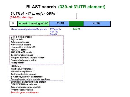 BLAST search (330-nt 3’UTR element) - 3'UTR of ~47 L. major ORFs (65-96% identity) 5' amastin homologue 24-3 3'UTR 330nt 3'UTR -Known amastigote-specific.