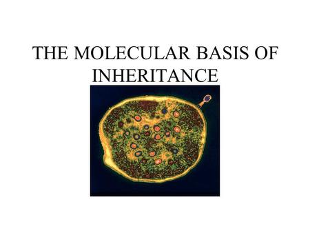 THE MOLECULAR BASIS OF INHERITANCE. ANNOUNCEMENTS Second set of genetics problems has been posted!!