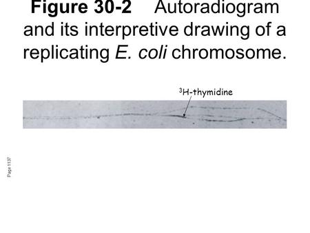 Figure 30-2Autoradiogram and its interpretive drawing of a replicating E. coli chromosome. Page 1137 3 H-thymidine.