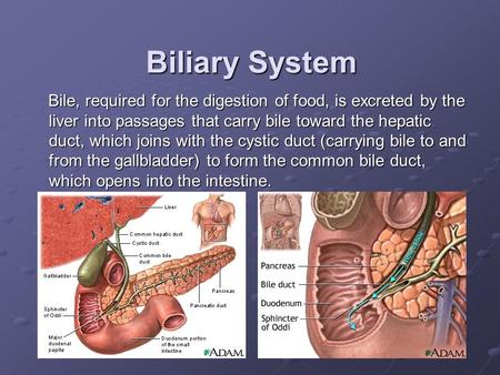 Biliary System Bile, required for the digestion of food, is excreted by the liver into passages that carry bile toward the hepatic duct, which joins with.