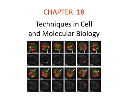 Techniques in Cell and Molecular Biology
