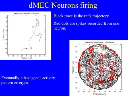 DMEC Neurons firing Black trace is the rat’s trajectory. Red dots are spikes recorded from one neuron. Eventually a hexagonal activity pattern emerges.
