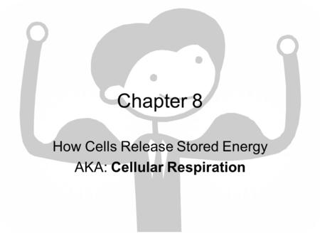 How Cells Release Stored Energy AKA: Cellular Respiration