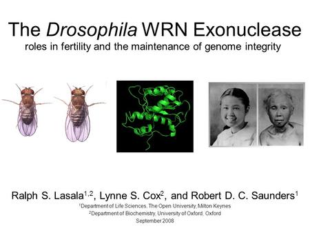 Roles in fertility and the maintenance of genome integrity The Drosophila WRN Exonuclease Ralph S. Lasala 1,2, Lynne S. Cox 2, and Robert D. C. Saunders.