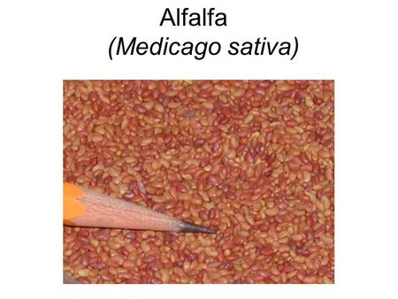 Alfalfa (Medicago sativa). Sericea Lespedeza (Lespedeza cuneata)