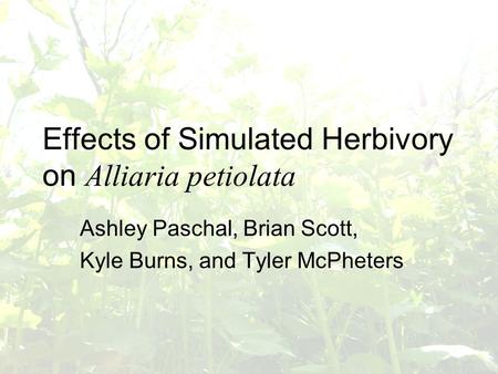 Effects of Simulated Herbivory on Alliaria petiolata Ashley Paschal, Brian Scott, Kyle Burns, and Tyler McPheters.