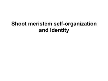 Shoot meristem self-organization and identity