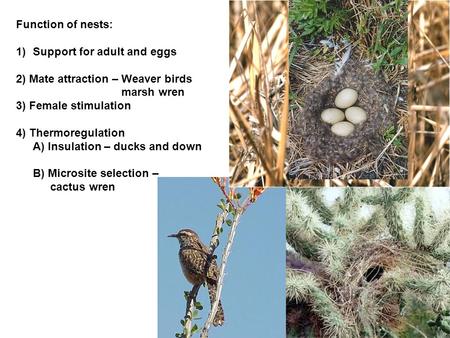 Function of nests: 1)Support for adult and eggs 2) Mate attraction – Weaver birds marsh wren 3) Female stimulation 4) Thermoregulation A) Insulation –