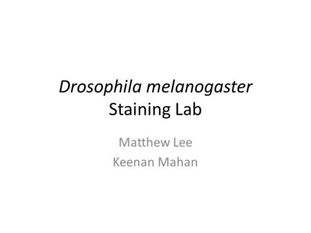 Drosophila melanogaster Staining Lab Matthew Lee Keenan Mahan.