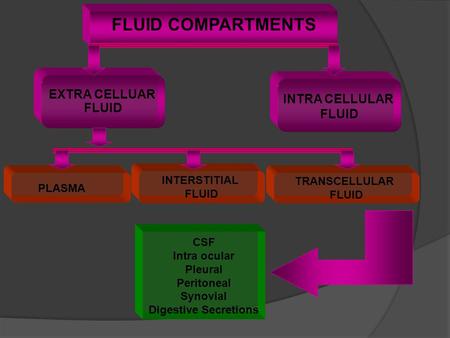 FLUID COMPARTMENTS EXTRA CELLUAR FLUID INTRA CELLULAR FLUID INTERSTITIAL FLUID PLASMA TRANSCELLULAR FLUID CSF Intra ocular Pleural Peritoneal Synovial.