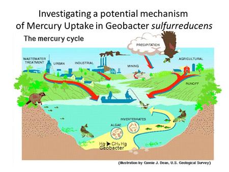 Geobacter Investigating a potential mechanism of Mercury Uptake in Geobacter sulfurreducens.
