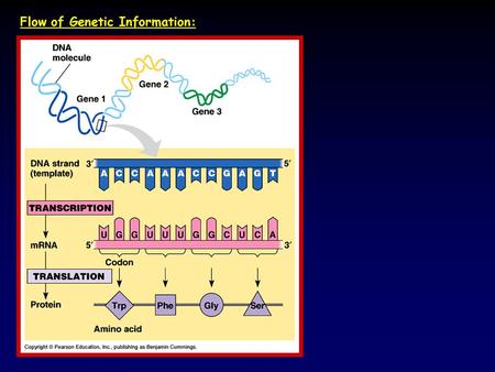 Flow of Genetic Information:. Translation  Initiation Recruitment of mRNA to the ribosome  Elongation Synthesis of nacent polypeptide  Termination.