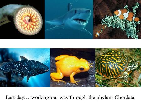 Last day… working our way through the phylum Chordata.