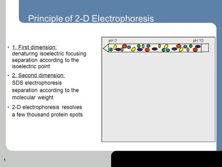 1 Principle of 2-D Electrophoresis 1. First dimension: denaturing isoelectric focusing separation according to the isoelectric point 2. Second dimension: