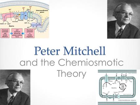 Peter Mitchell and the Chemiosmotic Theory. Who is Peter Mitchell? Was born 29 th September, 1920 and died 10 th April 1992. Was a British biochemist.