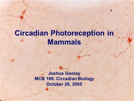Circadian Photoreception in Mammals MCB 186: Circadian Biology