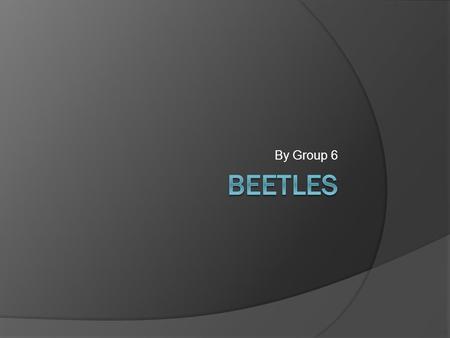 By Group 6. How Do Beetles Work & Fun Facts Aerobic Spiracles Female beetles have two sets of wings Life Span: 1 year Pheromones to communicate Ladybugs,